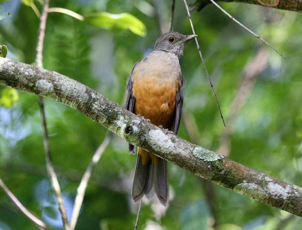 aves