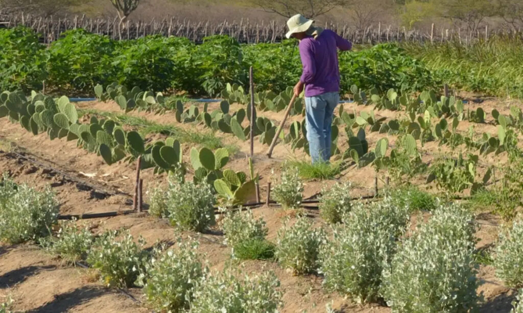 produtores rurais semiário caatinga FNE Sudene Banco do Nordeste