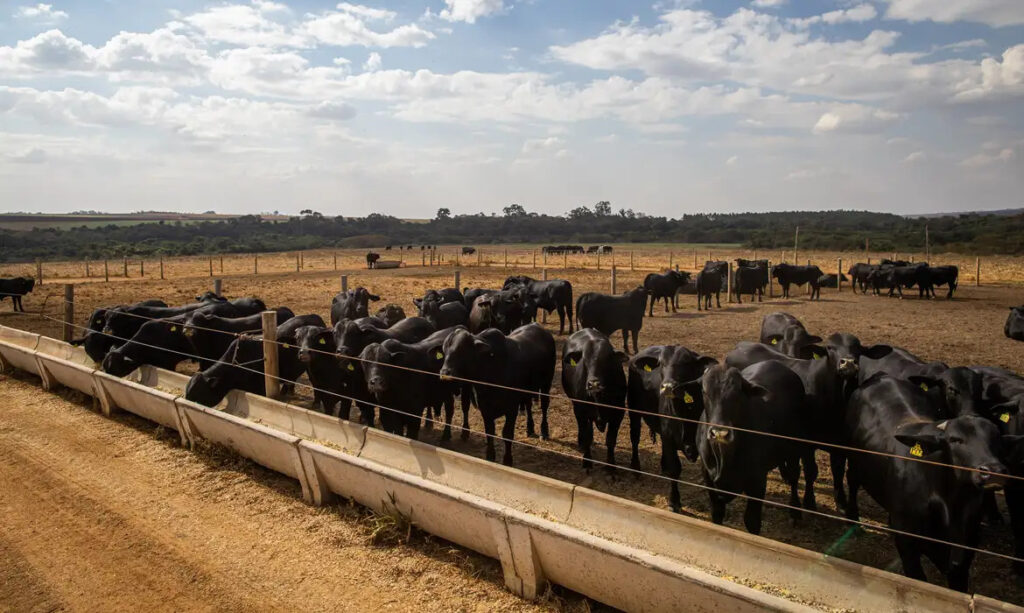 agropecuária rebanho bovinos PIB Banco Central