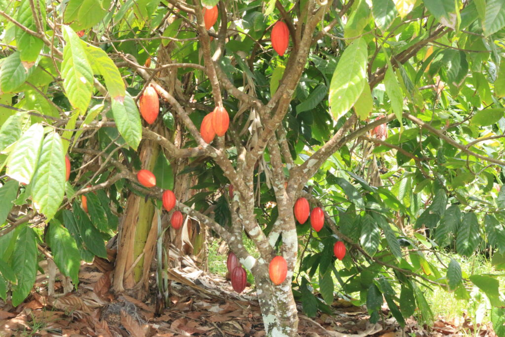 Sergipe produção de cacau Emdagro