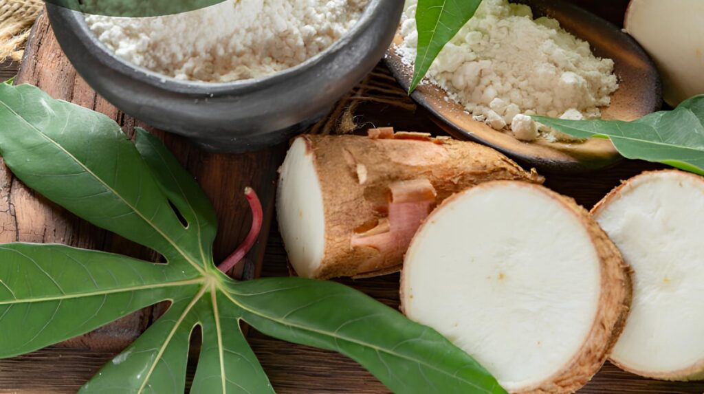Fécula de mandioca do Nordeste terá rota direta para mercado global