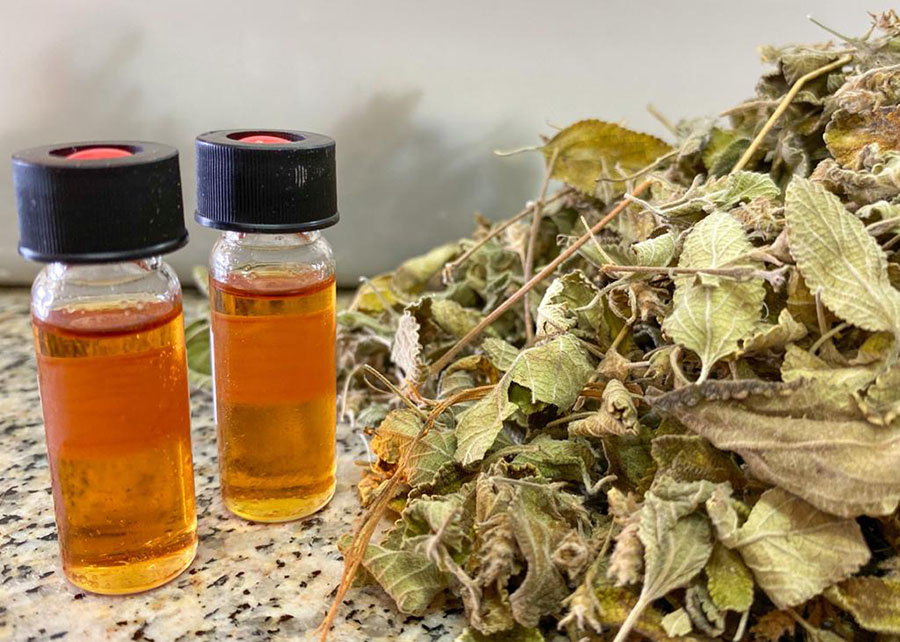 Alecrim-do-mato Caatinga Embrapa Semiárido cosméticos bionsumos
