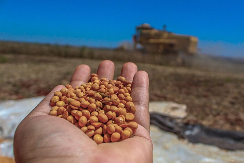 Produção de soja Conab grãos previsão safra Nordeste