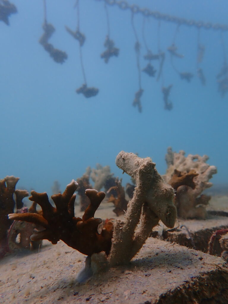 mesas berçários de corais nas piscinas naturais da Pajuçara, em Maceió