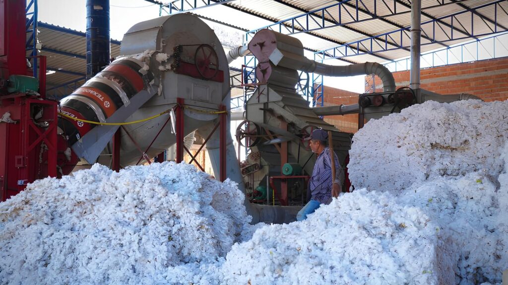 produção de algodão no Cariri cearense Transnordestina