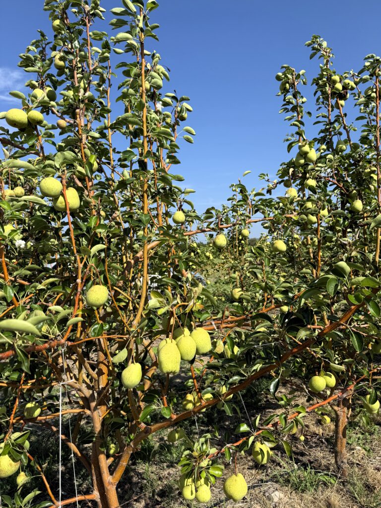 Produção de pera em Casa Nova Bahia Vale do São Francisco Embrapa Semiárido