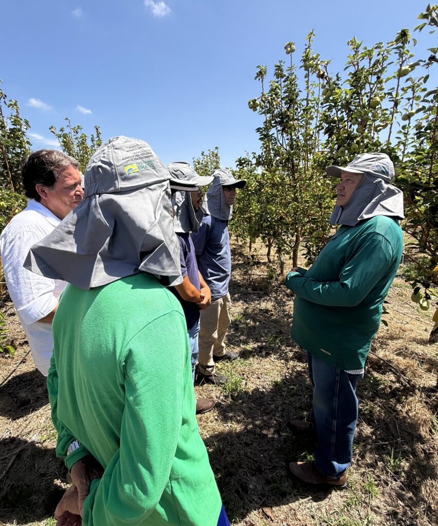 Produção de pera em Casa Nova Bahia Vale do São Francisco Embrapa Semiárido
