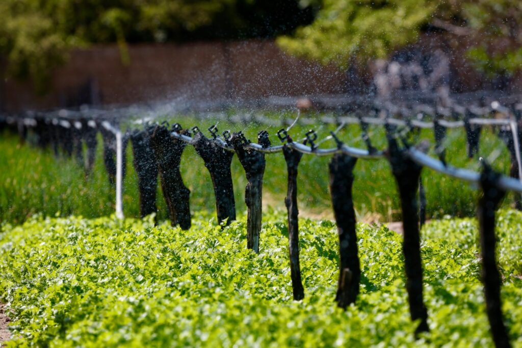 BNB libera crédito para recursos hídricos de agricultores em PE