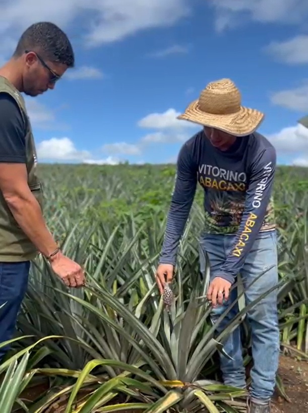 produção de abacaxi agreste de Alagoas