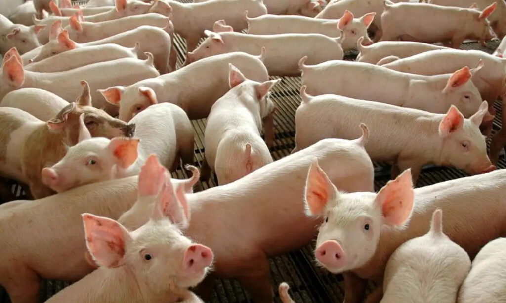 porcos suínos abate manejo animal transporte patente