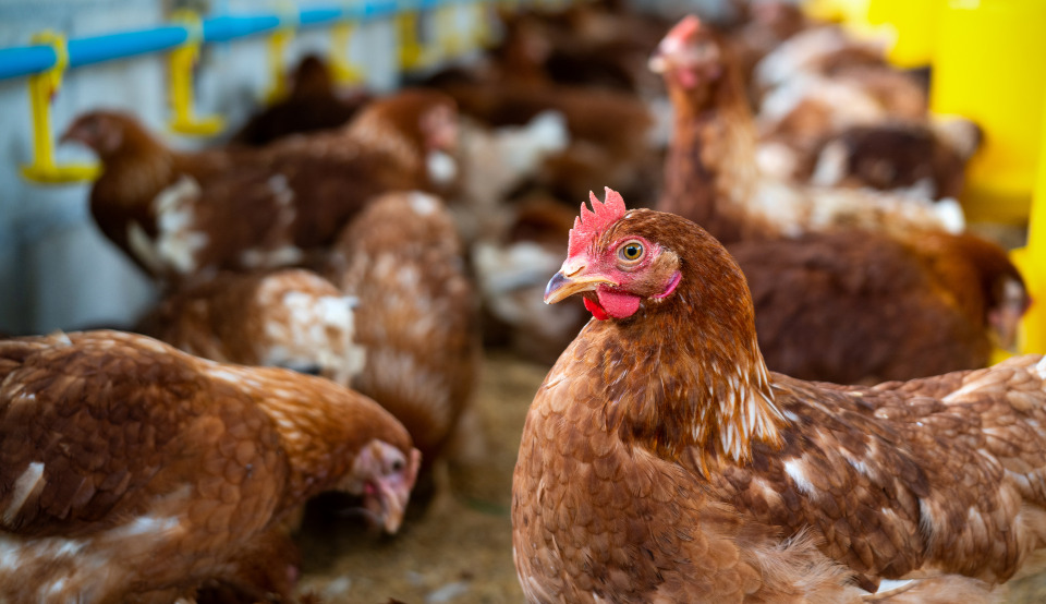 O transporte é considerado um dos pontos críticos do ciclo produtivo da pecuária de corte no mundo, tanto pelos prejuízos econômicos quanto em relação aos impactos no campo do bem-estar animal. Foto: Freepik