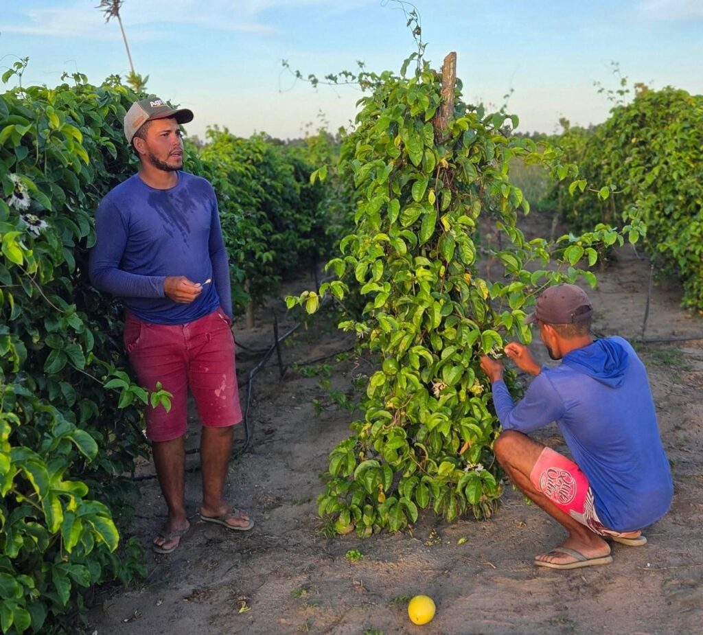 Produção de maracujá no Agreste alagoano