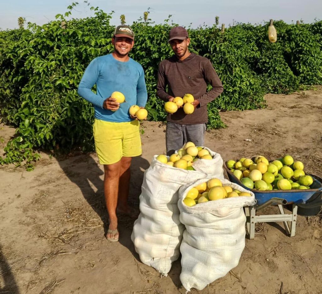 Produção Maracujá - Junqueiro agreste Alagoas