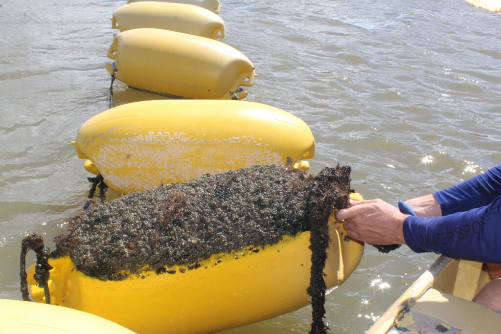 Instituto IABS desenvolve projeto de cultivo de sururu na superfície das lagoas