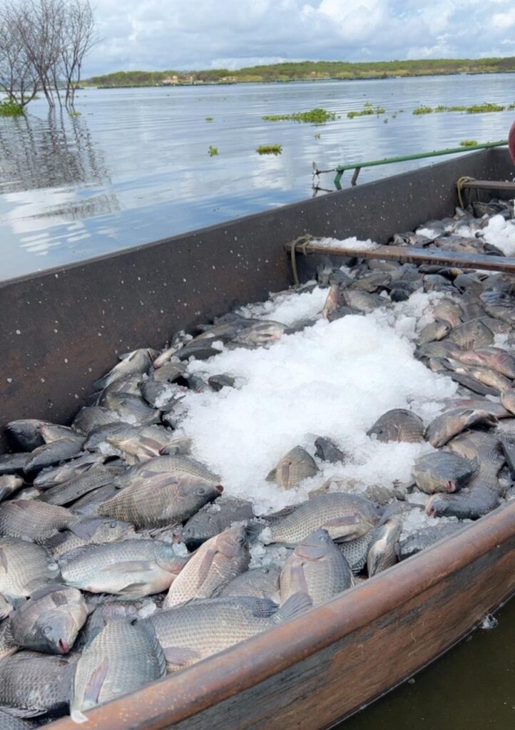 A tilápia do Nilo é a espécie cultivada nos tanques-rede do Castanhão - Foto: Divulgação