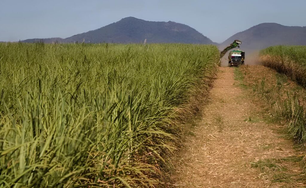 cana-de-açúcar colheita mecanizada Nordeste moagem canavial