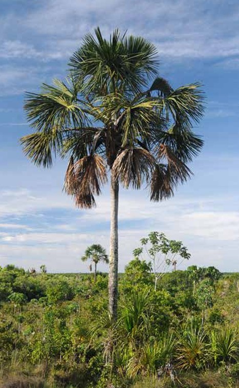 Planta de buriti (Mauritia flexuosa)