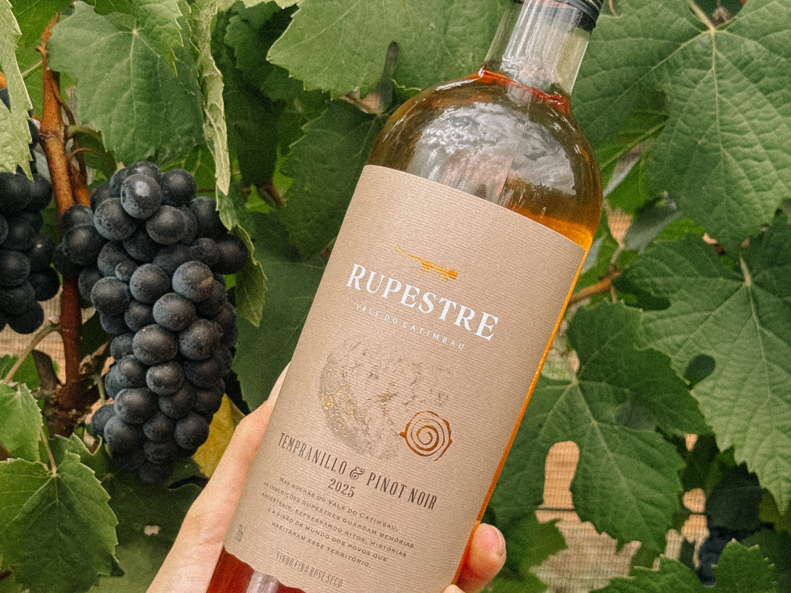 Com produção crescente, vinícola investe em pesquisa, terroir inédito, turismo e identidade regional para se consolidar no mercado do vinho nordestino