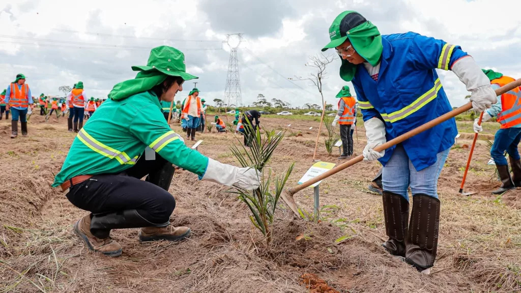 Acelen Renováveis plantará 800 mil mudas em 1.500 hectares na Bahia. Foto: Acelen/Divulgação