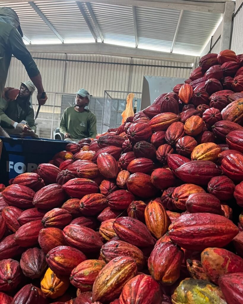 Vila Opa Taperoá Bahia produção de Cacau