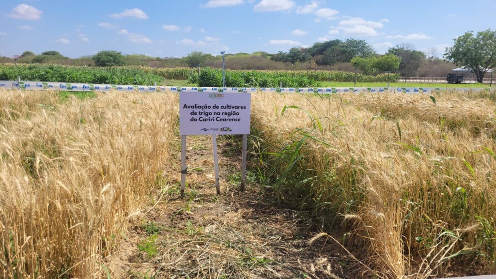 Área experimental de pouco mais de 400 m² abrigou os ensaios em Barbalha; próximo passo é validar os resultados em escala comercial, com maquinário e parceiros privados - Foto: Divulgação