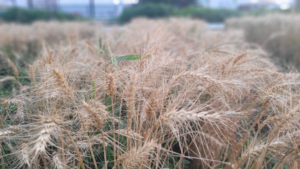 Cultivares de trigo desenvolvidas para ciclo curto foram testadas em Barbalha, no Cariri Cearense; espigas chegaram ao ponto de colheita em apenas 60 dias - Foto: Divulgação