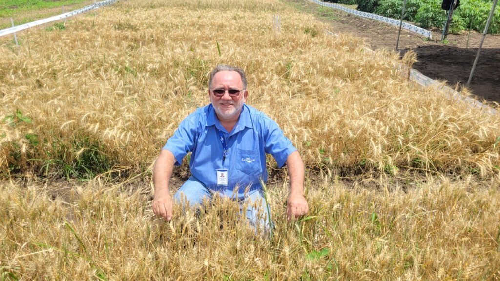 Afrânio Arley Montenegro, pesquisador da Embrapa Agroindústria Tropical, conduz experimentos com trigo no Ceará desde 2018 - Foto: Divulgação