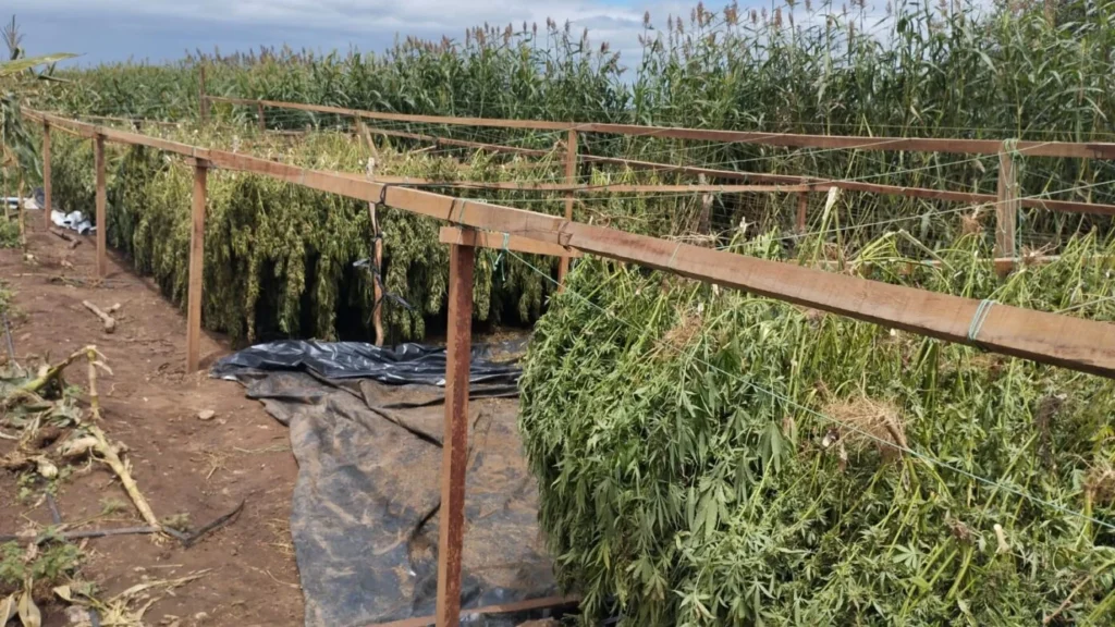 Polícia Federal destrói maconha premium Alagoas Salgueiro Nordeste