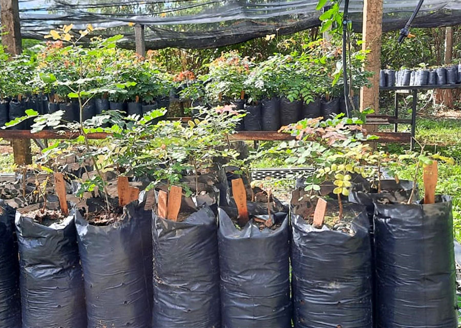 Imprópria para consumo, água salobra ajuda a reflorestar a Caatinga Embrapa Semiárido Planta jovem de catingueira-verdadeira em experimento sobre produção biossalina de mudas. Foto: Bárbara Dantas/Embrapa