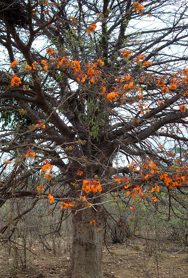 Imprópria para consumo, água salobra ajuda a reflorestar a Caatinga Embrapa Semiárido Floração de mulungu no semiário. Foto: Bárbara Dantas/Embrapa