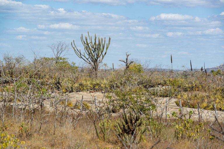 Bioma brasileiro Caatinga