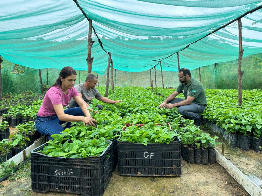 Plantação de café em assentamento em União dos Palmares, Alagoas