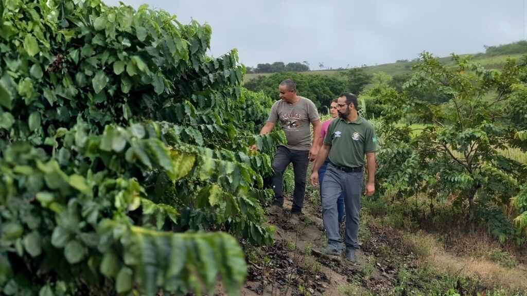 Plantação café assentamento de Alagoas