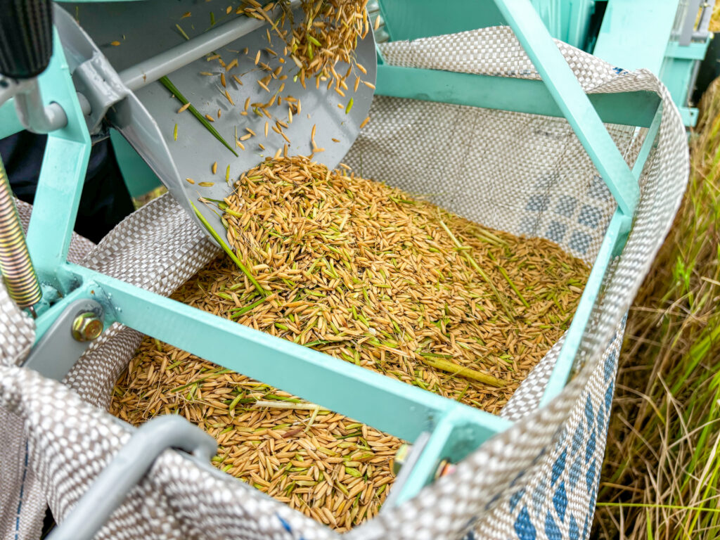 Produção de arroz em Igreja Nova, Alagoas