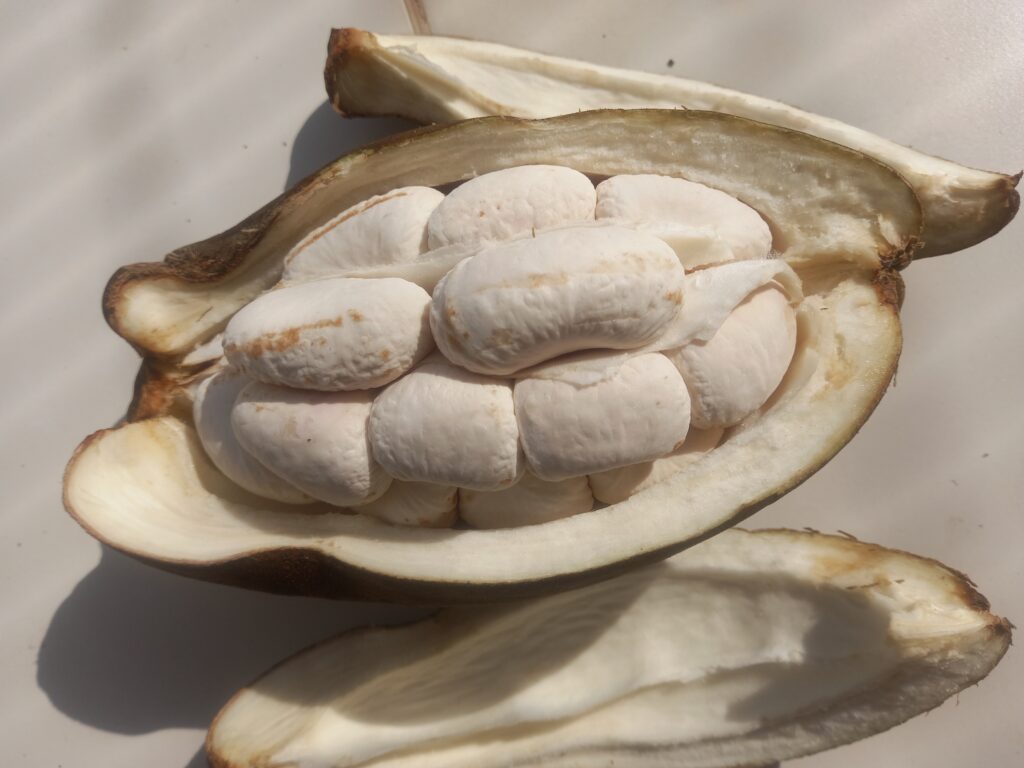 Fruto da castanha do Maranhão, conhecida como cacau-selvagem, monguba ou mamorana. Foto: acervo