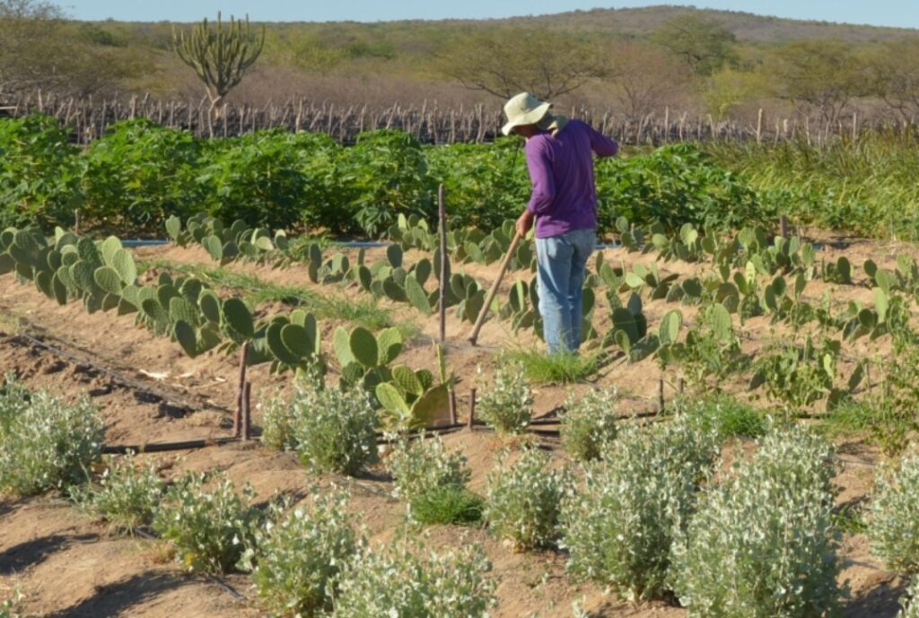 Caatinga