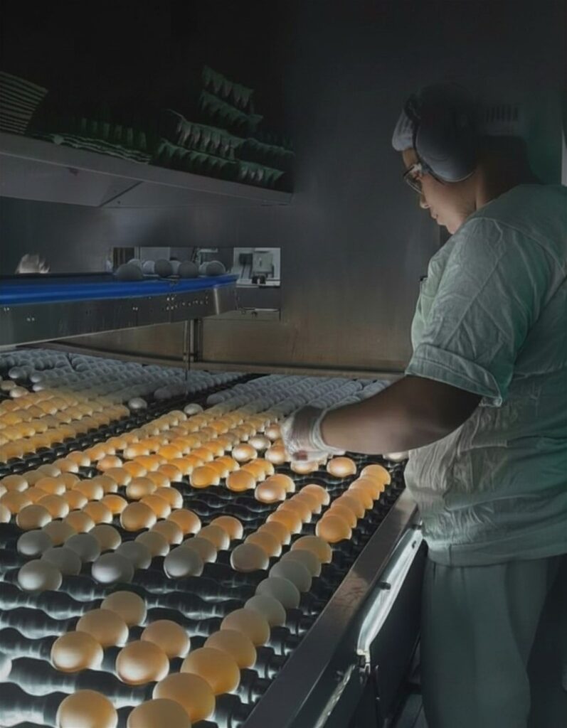 Em sua unidade na cidade paraibana de Guabiraba, os ovos comercializados pela Guaraves passam por um processo de ovoscopia, ondev o interior é analisado para descartar qualquer irregularidade. Foto: Instagram/Reprodução