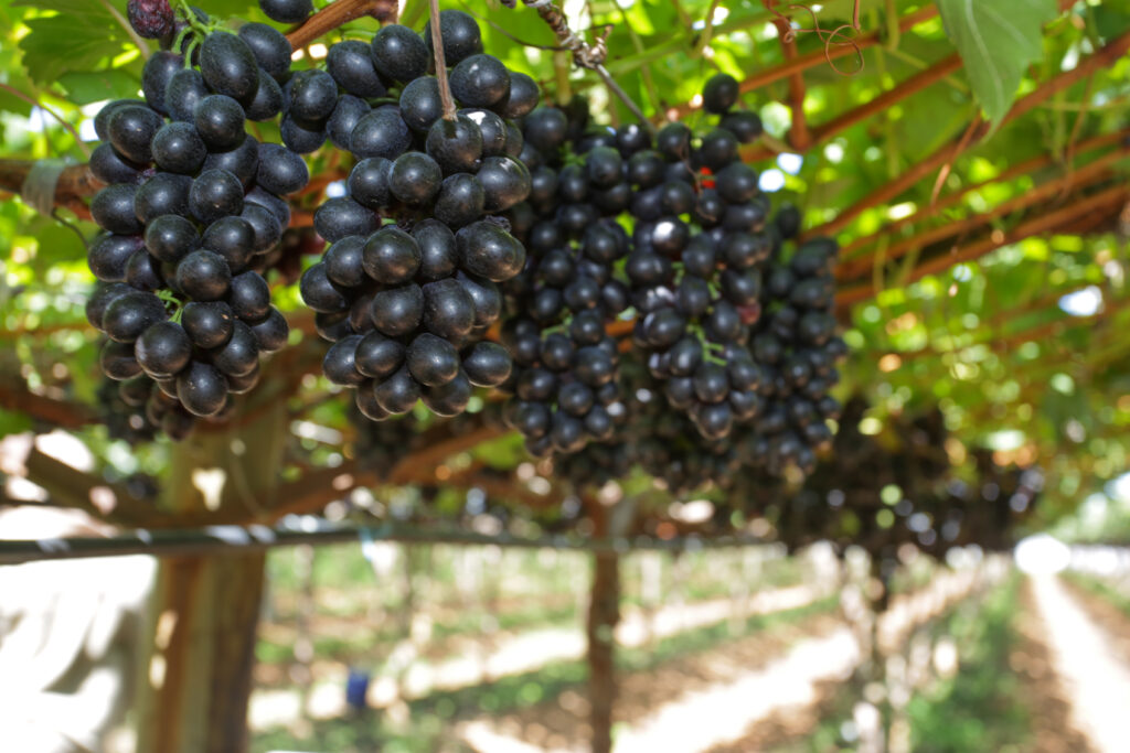 Uvas de Petrolina