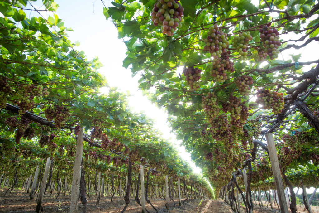 Uvas de Petrolina