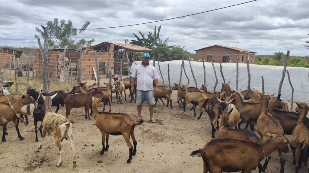 São 68 cabeças de caprinos criadas em 5 hectares no distrito de Arisco, Quixadá. A produção atual chega a 38 litros de leite por dia, com pico de 50 litros. Foto: