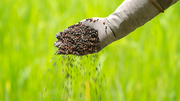 Pequisa fertilizantes Ufal
