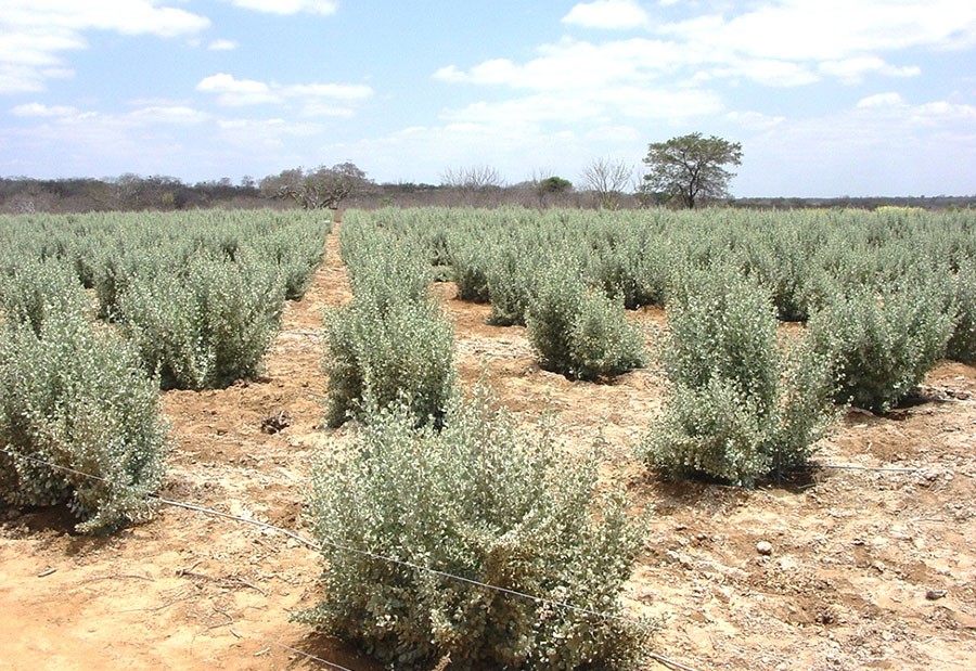 Os microrganismos foram isolados das raízes da erva-sal, planta naturalmente adaptada à salinidade e utilizada na fitorremediação de solos salinos no semiárido. Foto: Clarice Rocha/Embrapa
