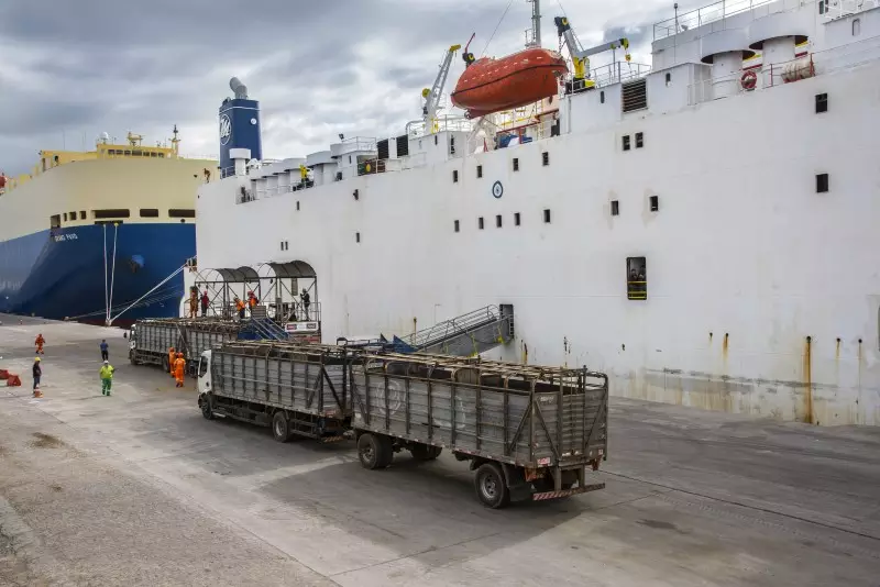 exportação de gado vivo embarque navio Rio Grande do Sul