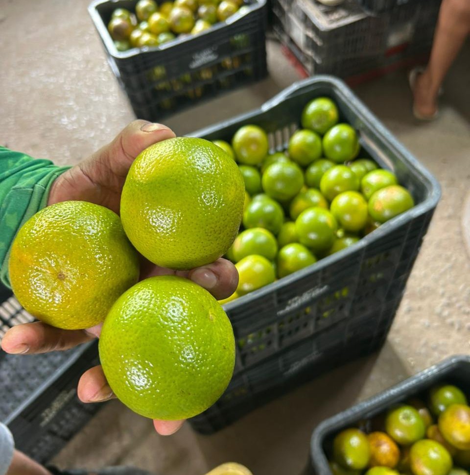 produção de laranja-lima em Alagoas