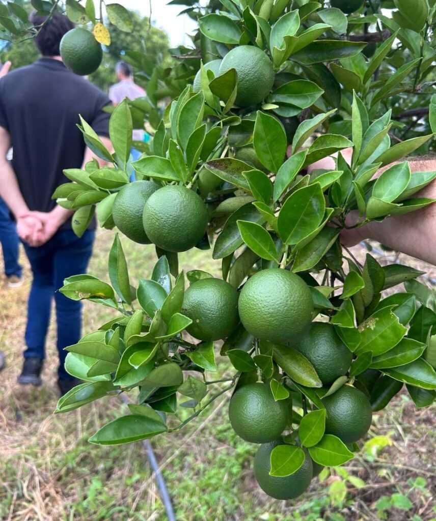 Citricultura de Laranja-lima em Alagoas Vale do Mundaú