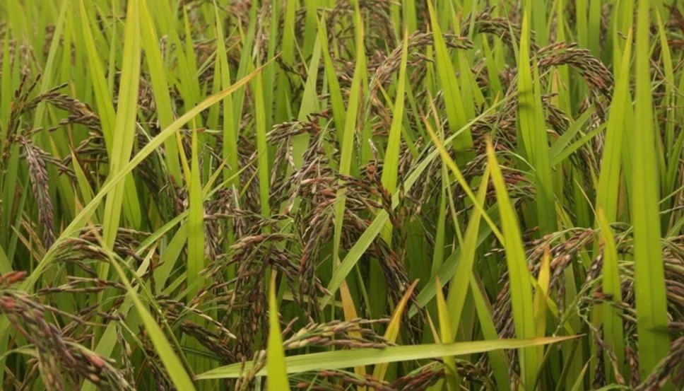 Cultivar arroz preto embrapa