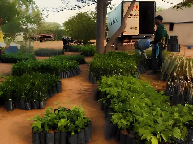 Fazenda Doce Mel plantio de mudas 