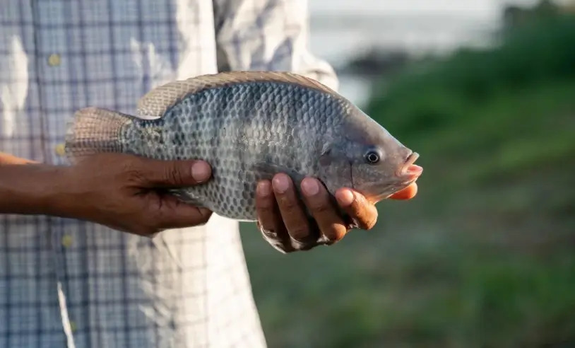 piscicultura nas regiões dos Sertões do Pajeú e de Itaparica em Pernambuco, com foco especial na criação de tilápia