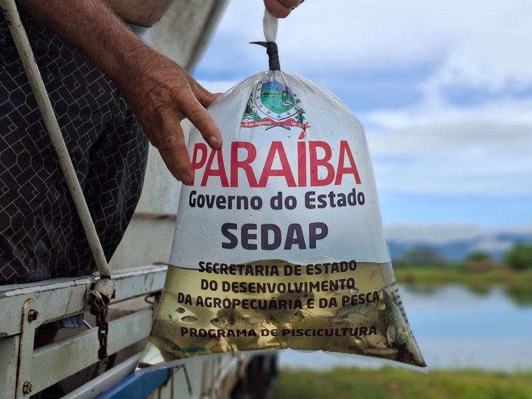 Estação de Piscicultura da Paraíba vai distribuir 120 mil alevinos para quatro municípios peixe tilápia