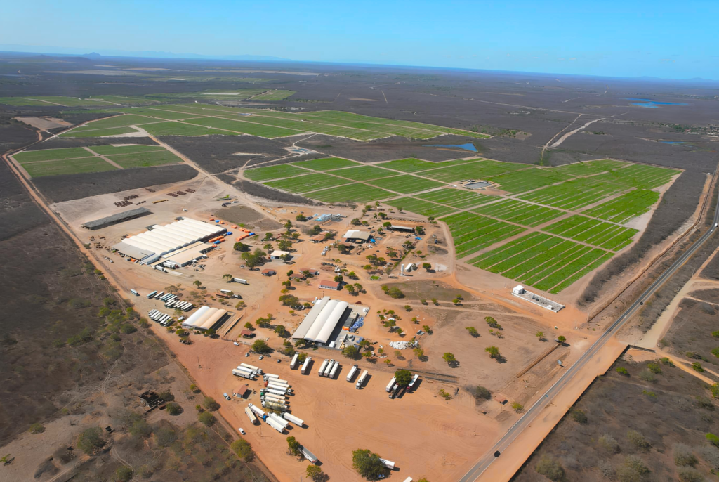 Vista aérea da área produtiva da Itaueira em Morada Nova: empresa opera 1.150 hectares no semiárido cearense e projeta expansão para 3.000 hectares nos próximos anos - Foto: Divulgação